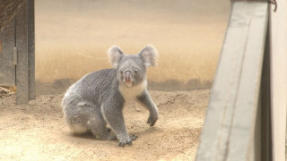“もぐもぐタイム”に悶絶…活発に動き回る激レア姿も!動物園マニアが教える春の「東山動植物園」
